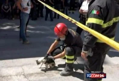 Мачка преживеала шест дена без храна и вода под рушевини