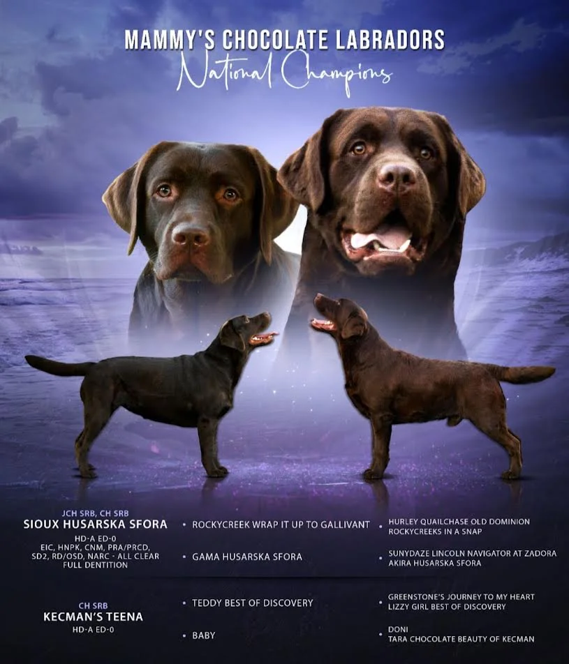 Labrador, prelepi ženski štenci