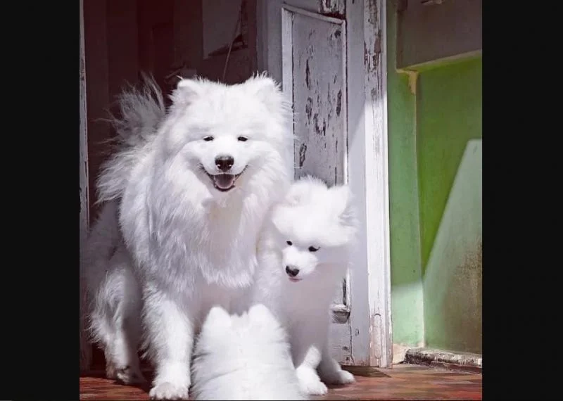 Samojed i sibirski haski stenci na prodaju