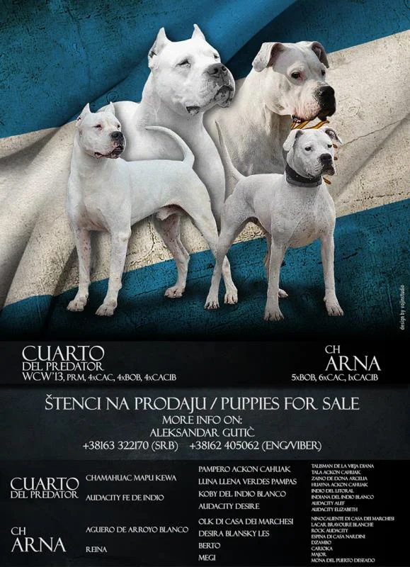 Dogo Argentino štenad na prodaju