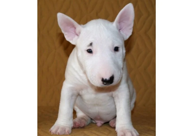 Bulterijer i dogo argentino stenci na prodaju