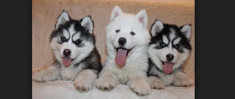 Sibirski haski i samojed stenci na prodaju