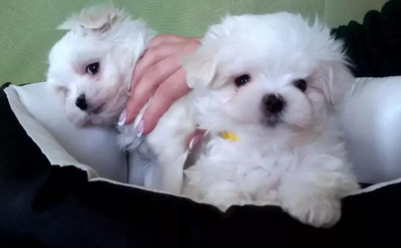Maltezer i coton de tulear stenci na prodaju