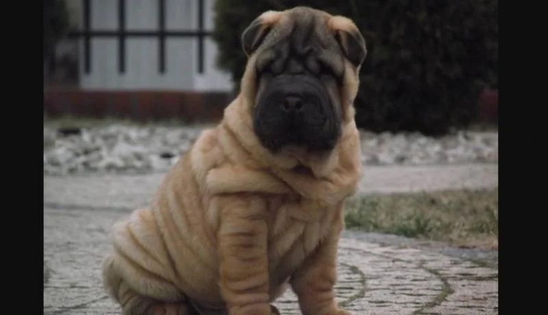Shar pei i šiba inu stenci na prodaju