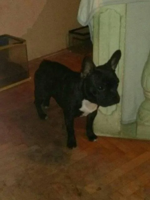 Francuski buldog