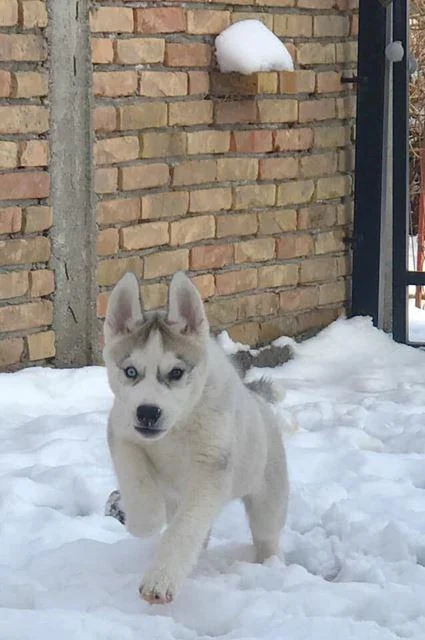 Sibirski Haski