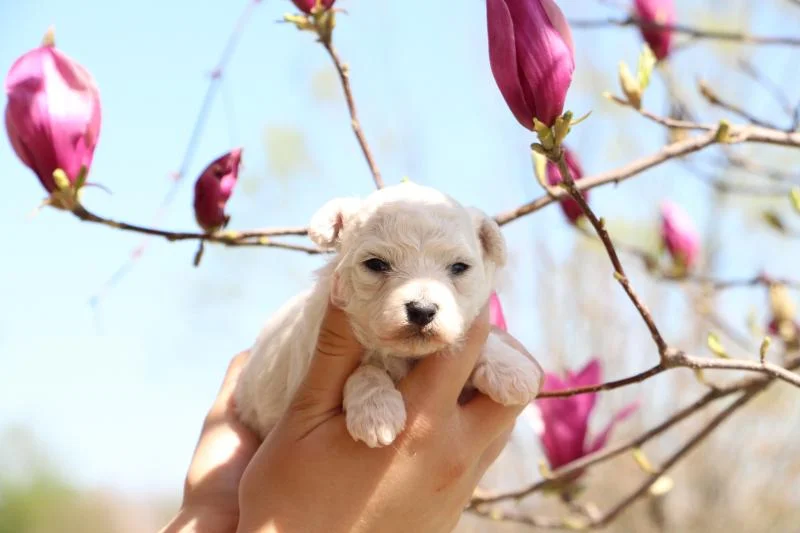 Kovrdzavi bison - bichon frise