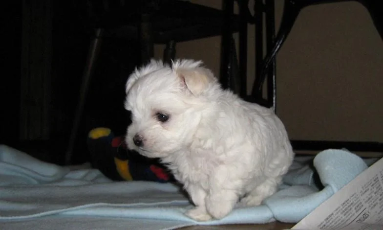 Maltezer i coton de tulear stenci na prodaju