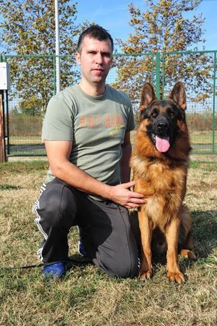 Nemački ovčar slobodan za parenje