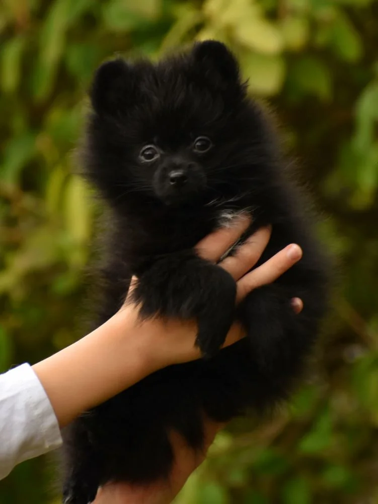 Pomeranian puppies - pomeranci štenci