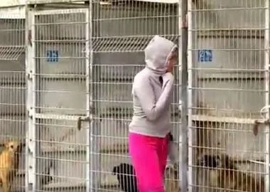 Со цел да вдоми едно куче од стационер, се одлучила за сите