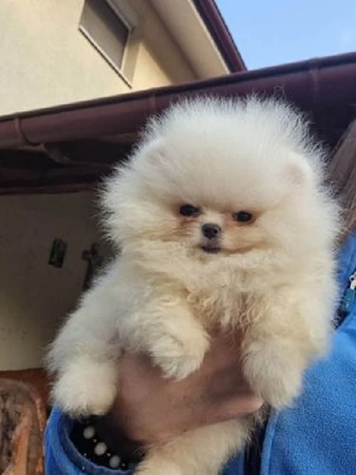 Pomeranac Boo, vrhunska, unikatna, tea cup ženkica