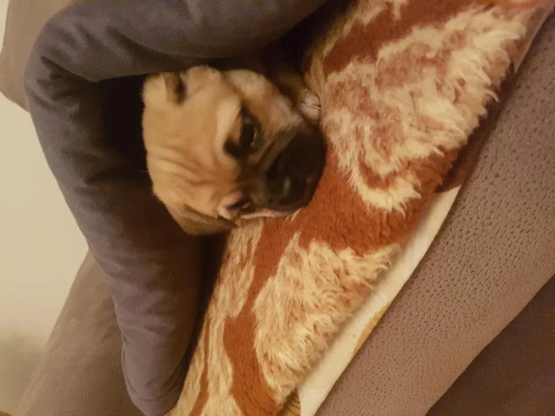 Mops