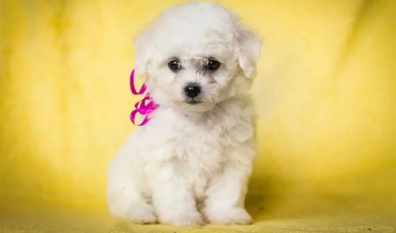 Bichon i bolonjezer stenci na prodaju