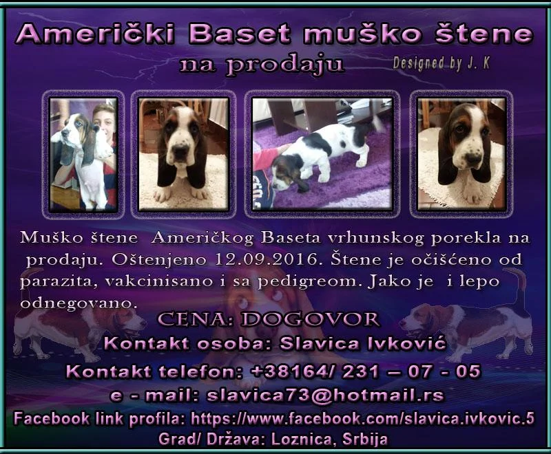 Američki Baset muško štene na prodaju
