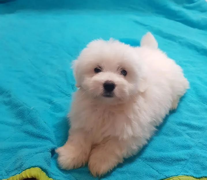 Tulearski pas / Coton De Tulear