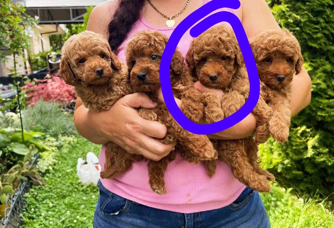 Toy poodle