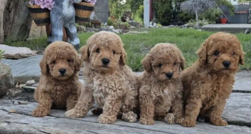 Pudle i maltipoo, prelepi štenci
