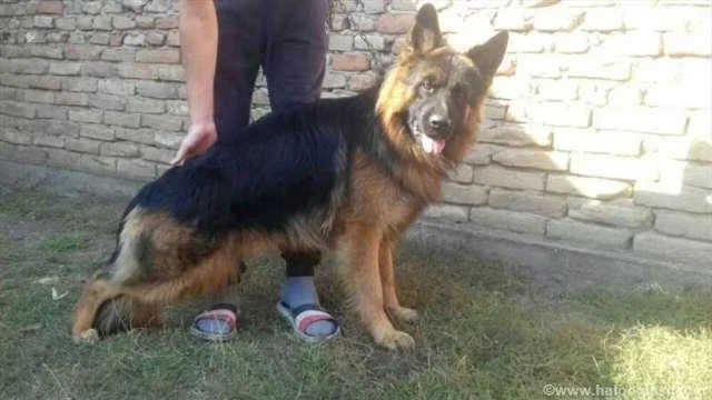 Nemacki ovcar, muzjak