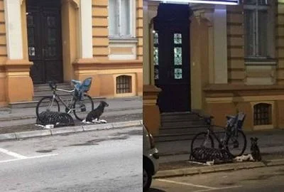 И Суботица го има својот Хачико: Куче со денови го чека својот сопственик