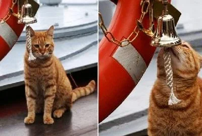 И жолт мачор е член на руската морнарица