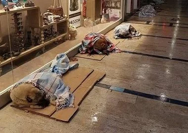 Трговски центар ги отворил вратите за напуштените кучиња