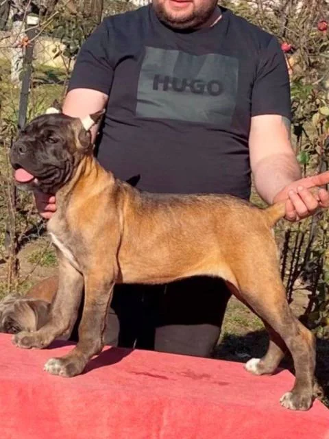 Cane Corso štenci