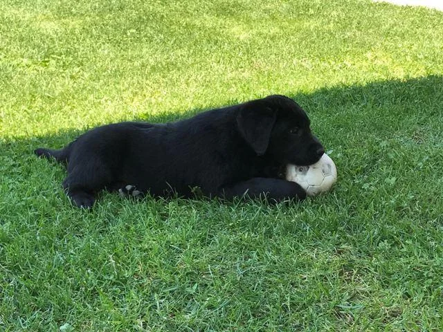 Labrador, žensko štene