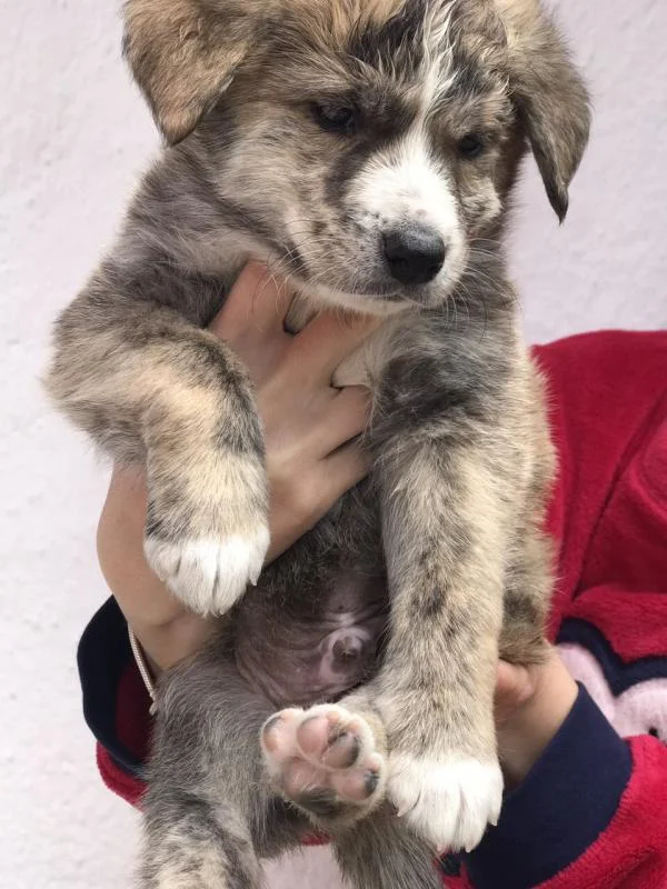 Akita Inu