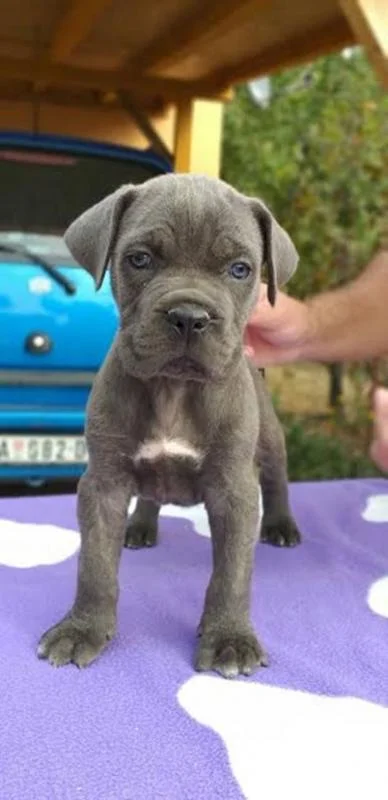 CANE CORSO stenci