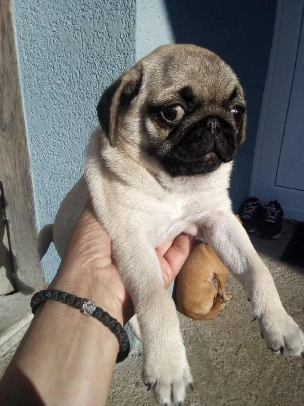 Mops i čivava štenci na prodaju