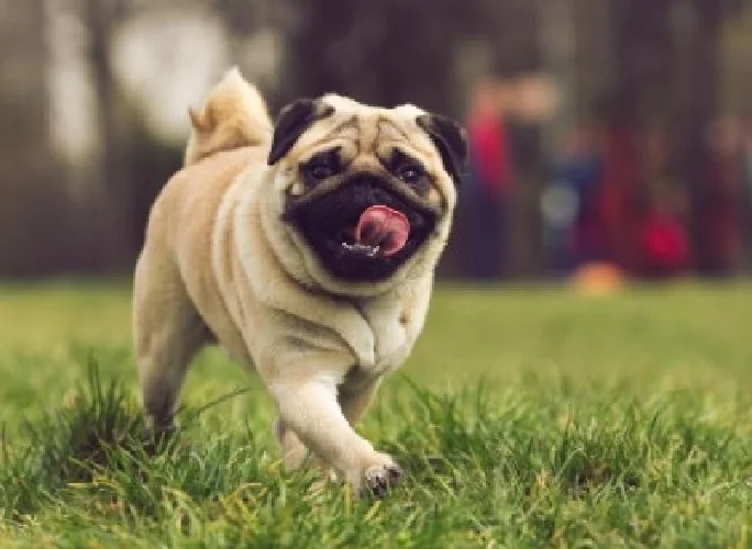 Mops i Šar pei