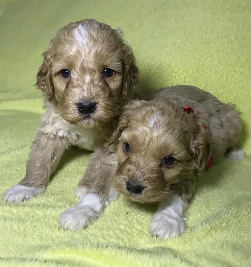 Labradoodle F1