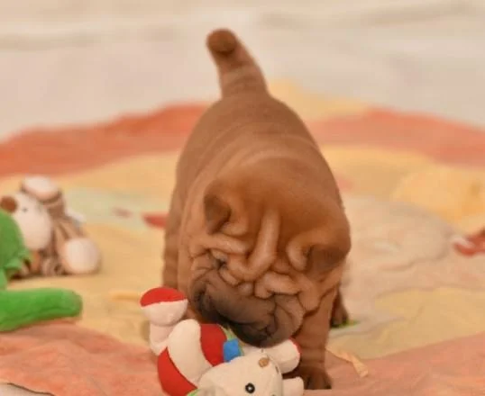 Shar pei i šiba inu stenci na prodaju