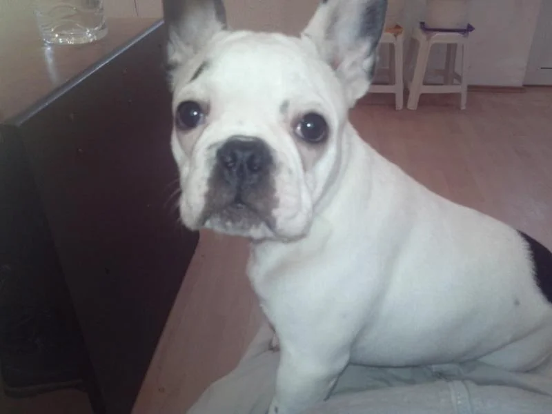 Francuski buldog stenci