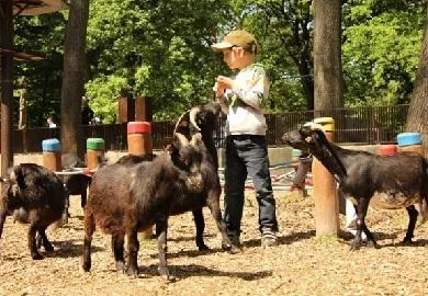 Осносна школа од Белград гради етно село за животни