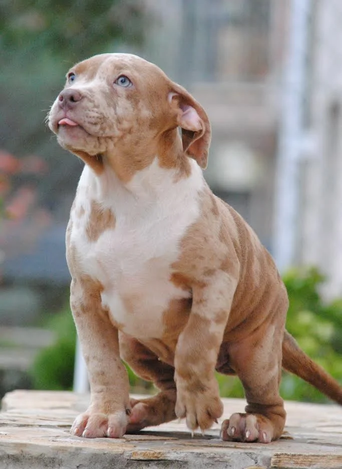 American bully xl