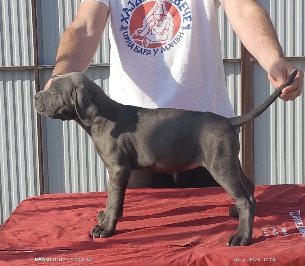 Cane Corso