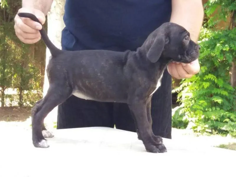 Cane Corso, prelepa ženkica