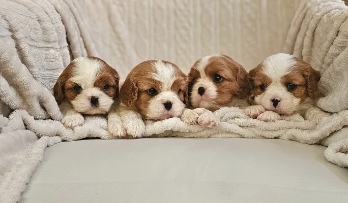 Cavalier King Charles Spaniel, štenad vrhunskog kvaliteta