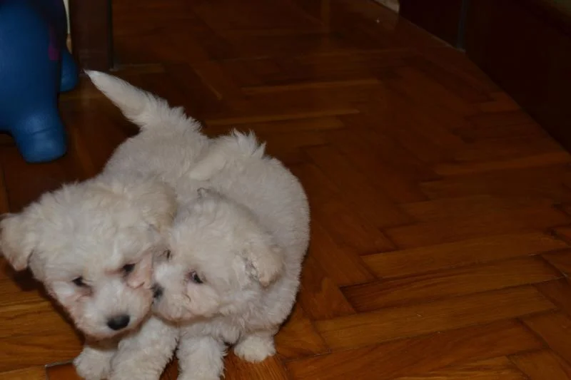 Bichon i bolonjezer stenci na prodaju