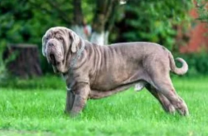 Bobtejl i Napuljski mastiff
