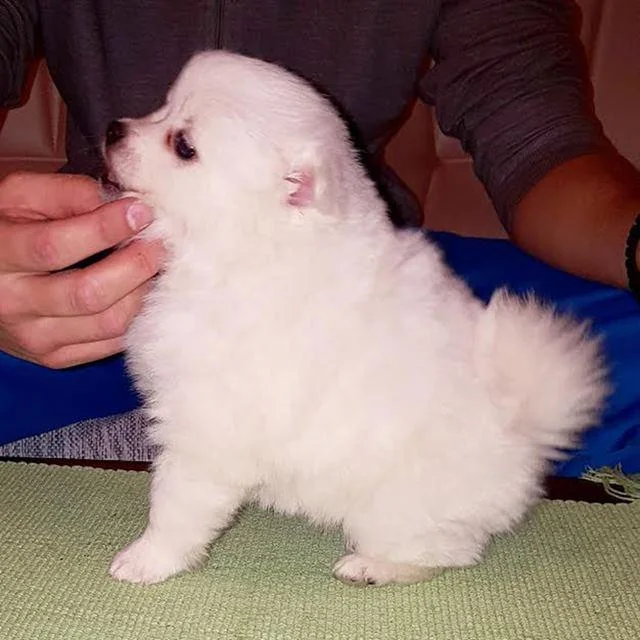 Pomeranski Špic, muško štene