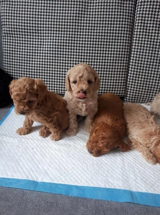 Pudla toy,patuljasta i srednja stenci na prodaju