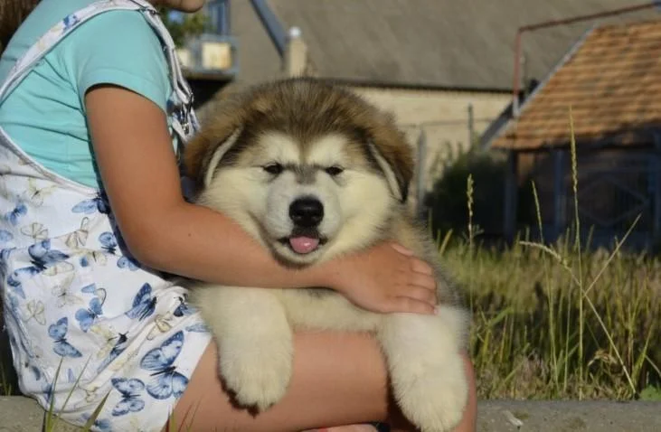 Aljaski malamut i akita inu stenci na prodaju