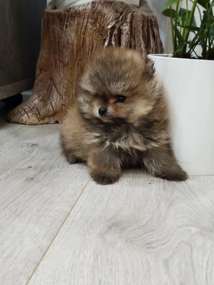 Prelepi Boo medvedici