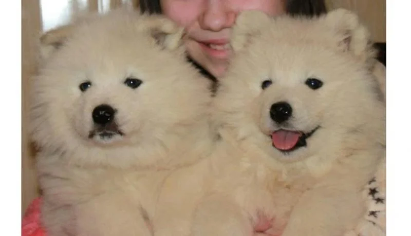 Samojed i sibirski haski stenci na prodaju