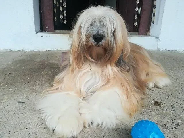 Tibetski terijer, štenci
