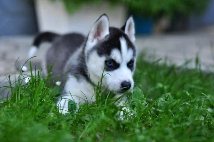 Sibirski haski i samojed stenci na prodaju