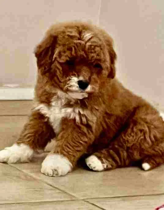 Goldendoodle i Labradoodle